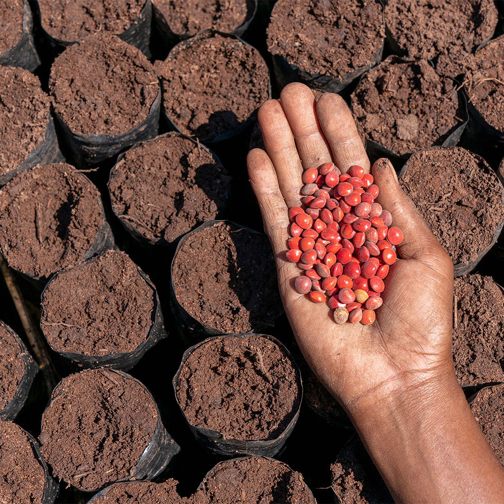A hand holding several Mangrove tree seeds over soil pots.