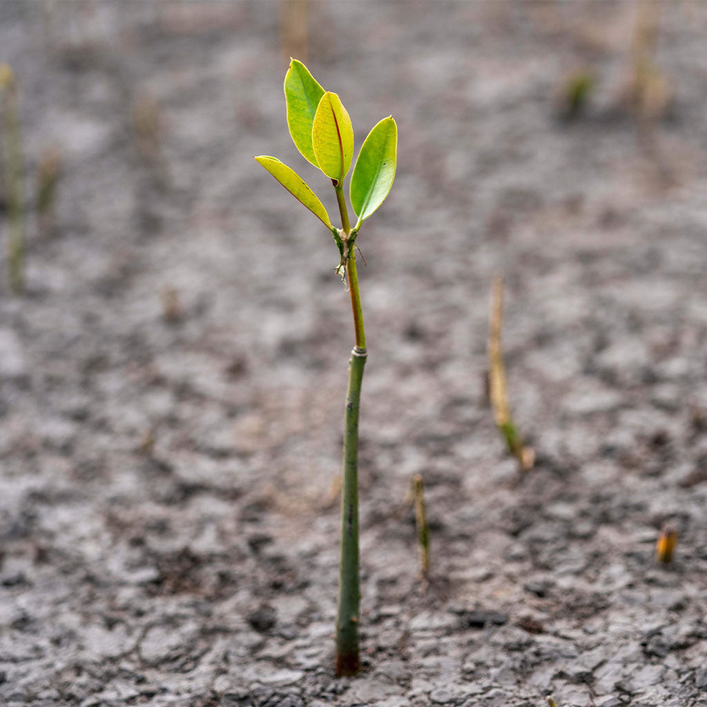 Mangrove tree sprout coming out of oil