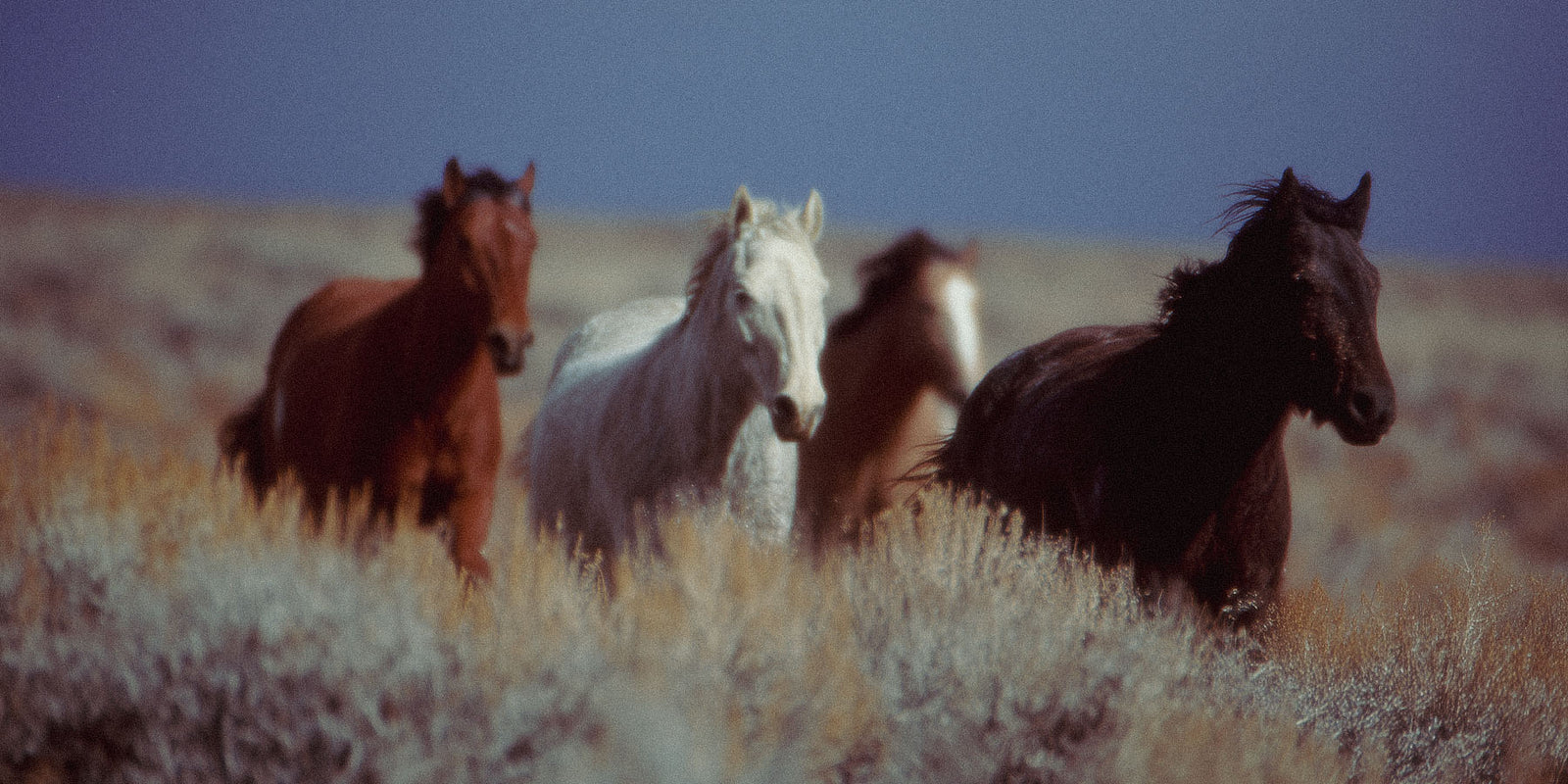 wild horses on the American prairie