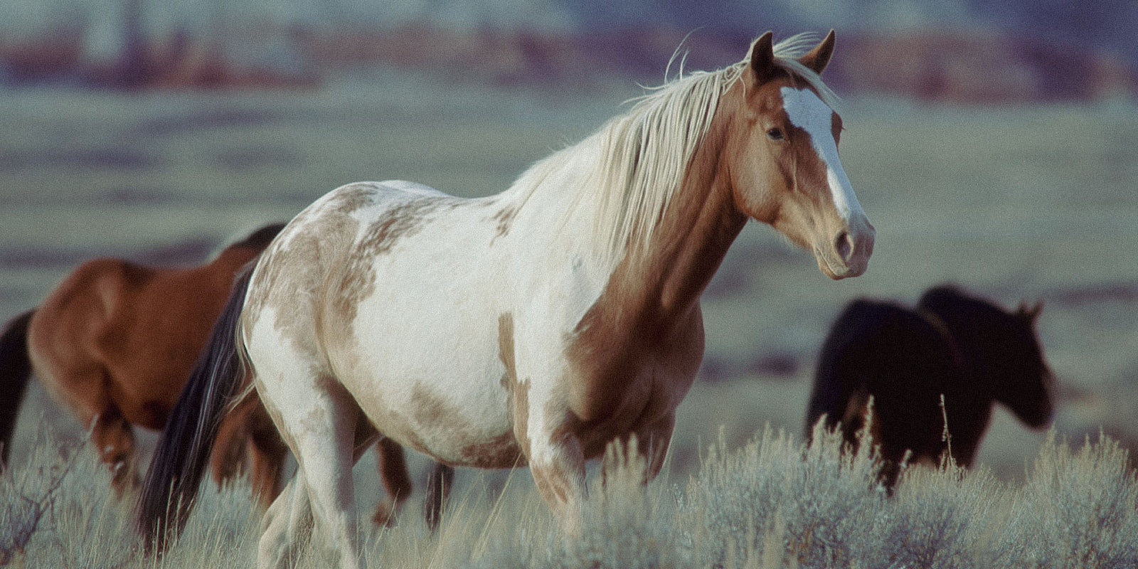 Pinto horse in foreground with Bay and Chestnut horse in background on American desert prairie