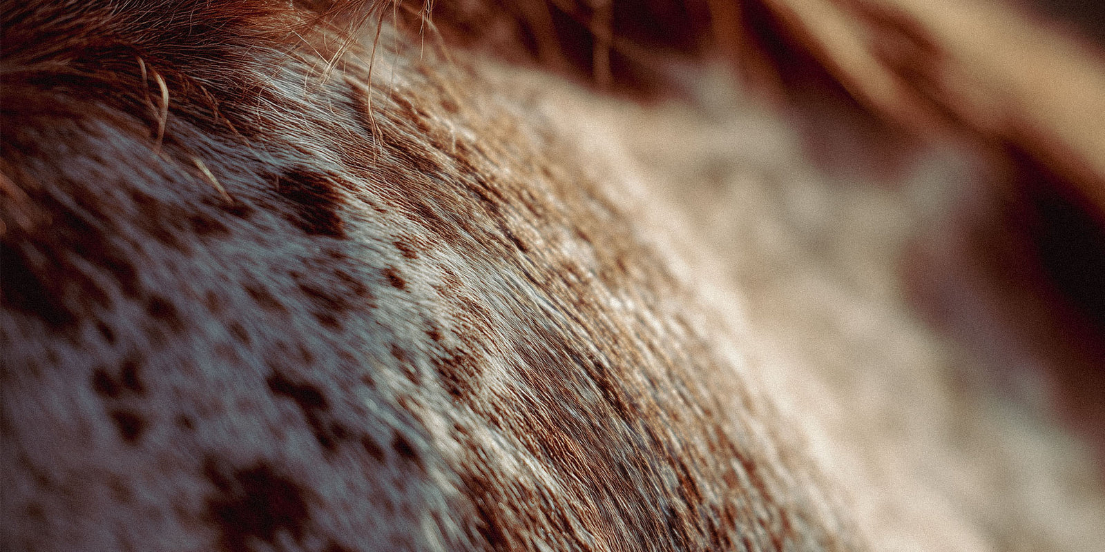 closeup image of dappled red roan horse hair