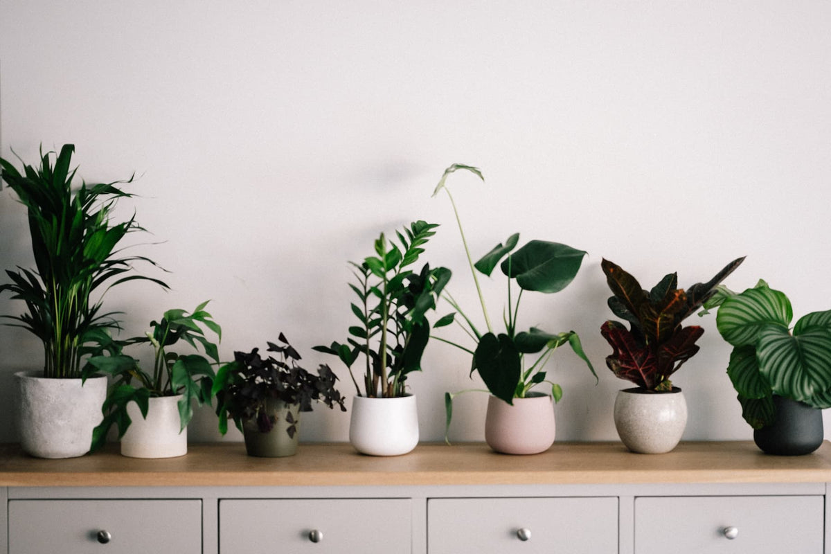 Do House Plants Clean The Air? We Investigate