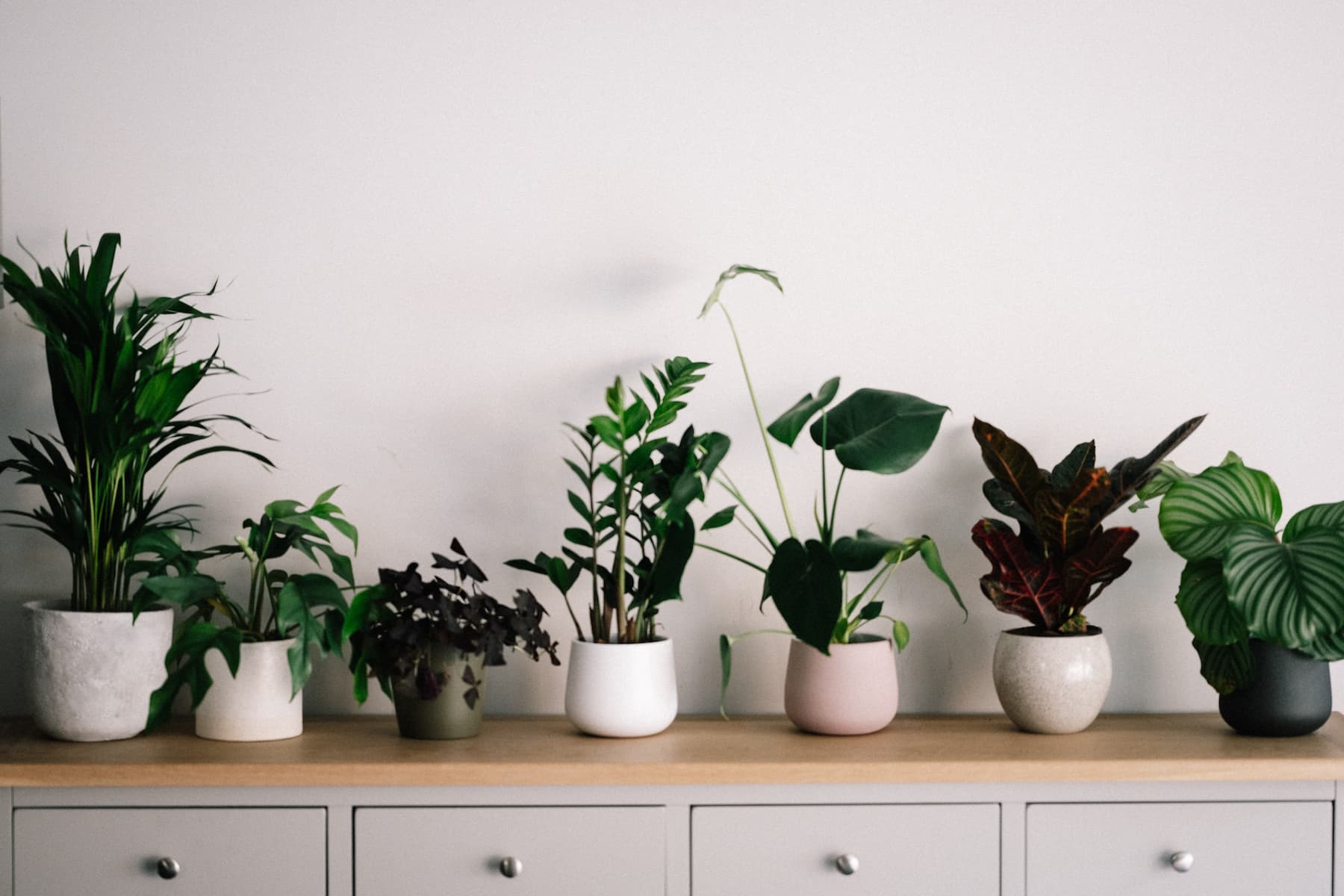 Do House Plants Clean The Air? We Investigate