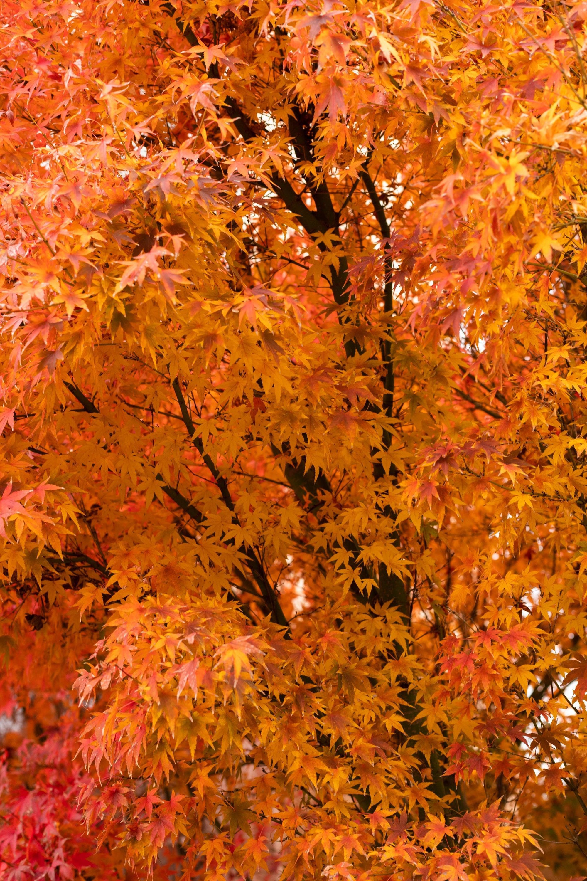 Maple Would Tree Maple Wood Tree