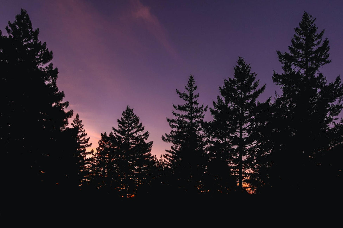 Wood Species 101: Douglas Fir