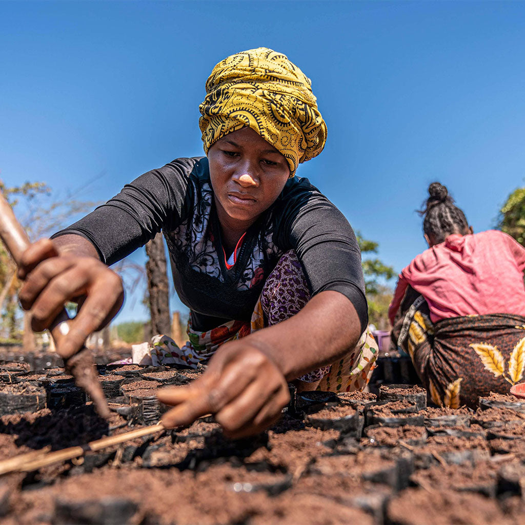 Two women planting Mangrove Trees
