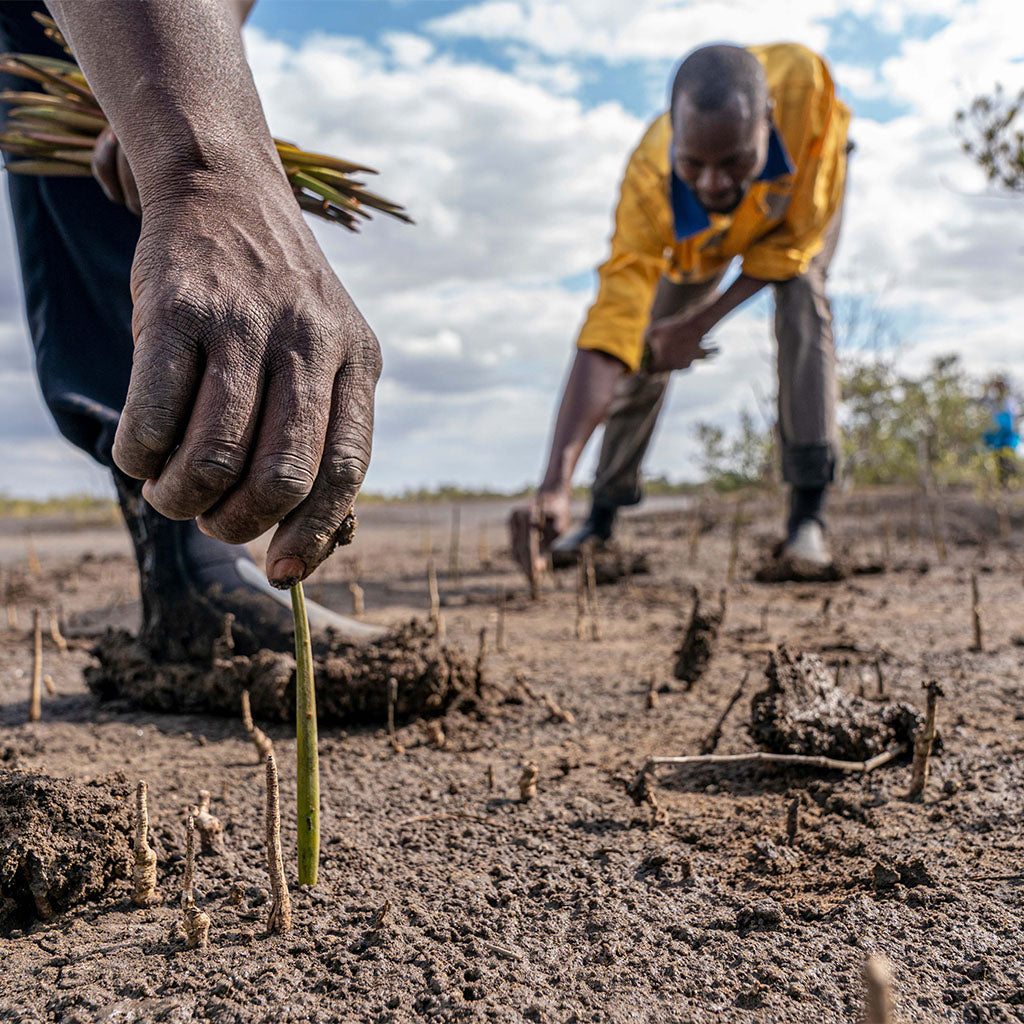 Two man planting Mangrove trees on soil