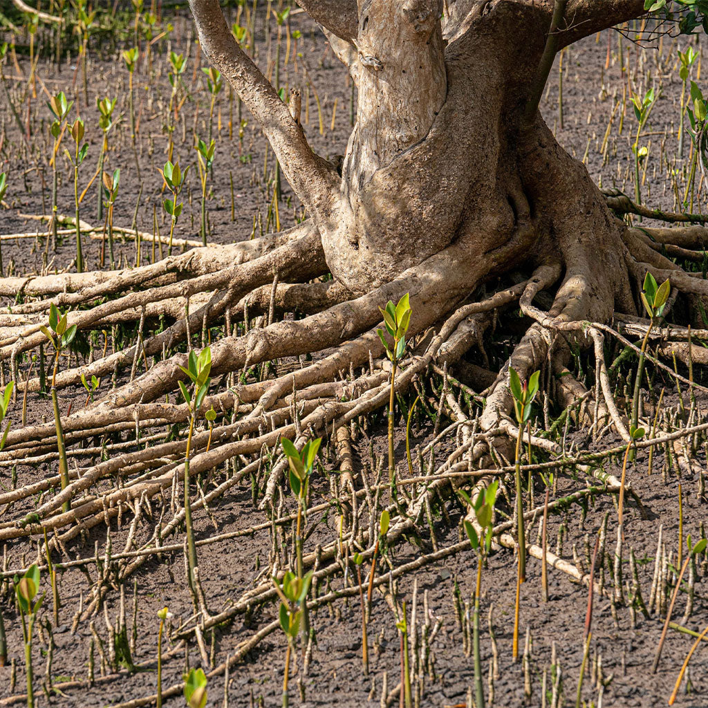 Mangrove Tree and tree sprouts