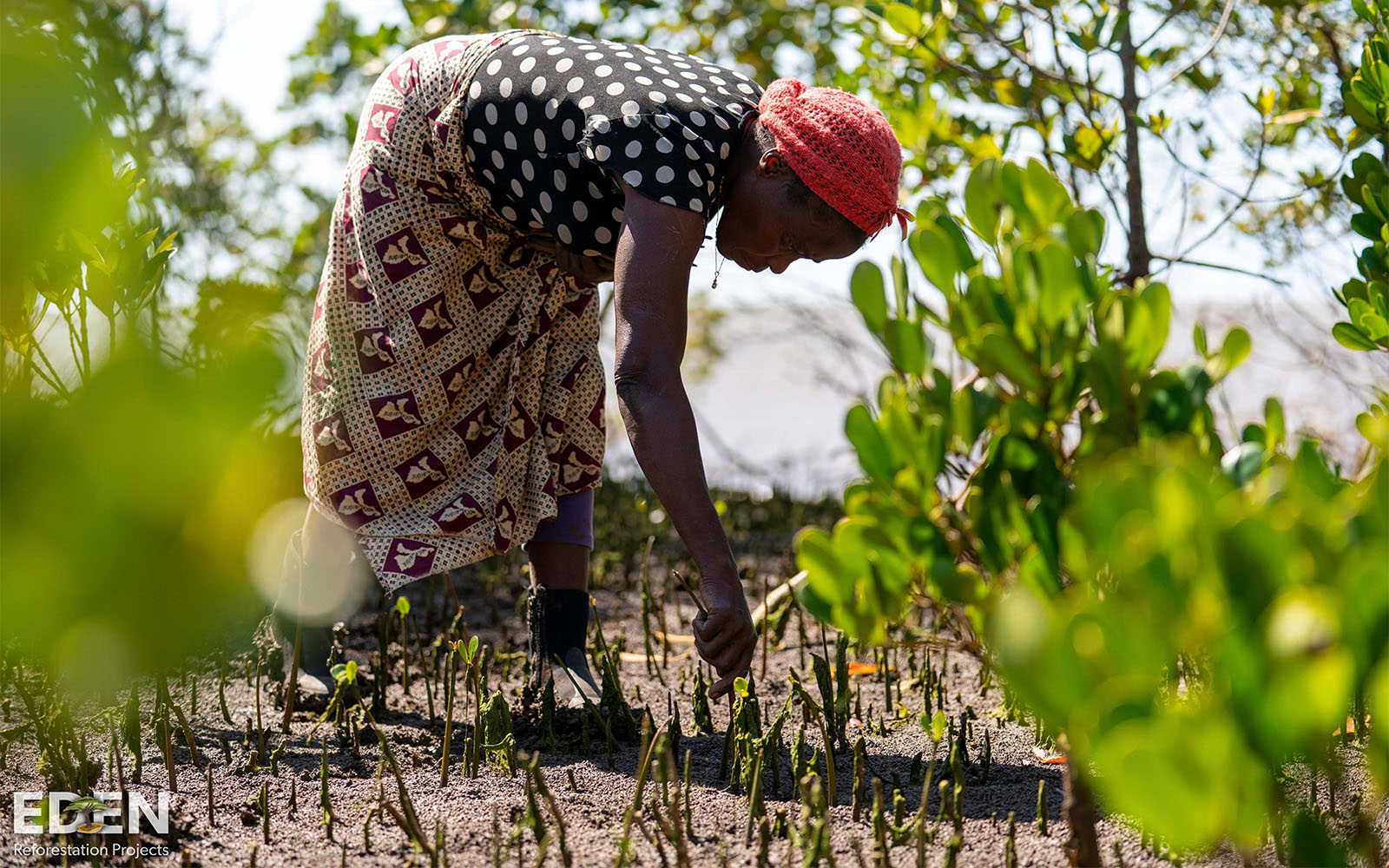 Woman planting mangrove trees in a tree field