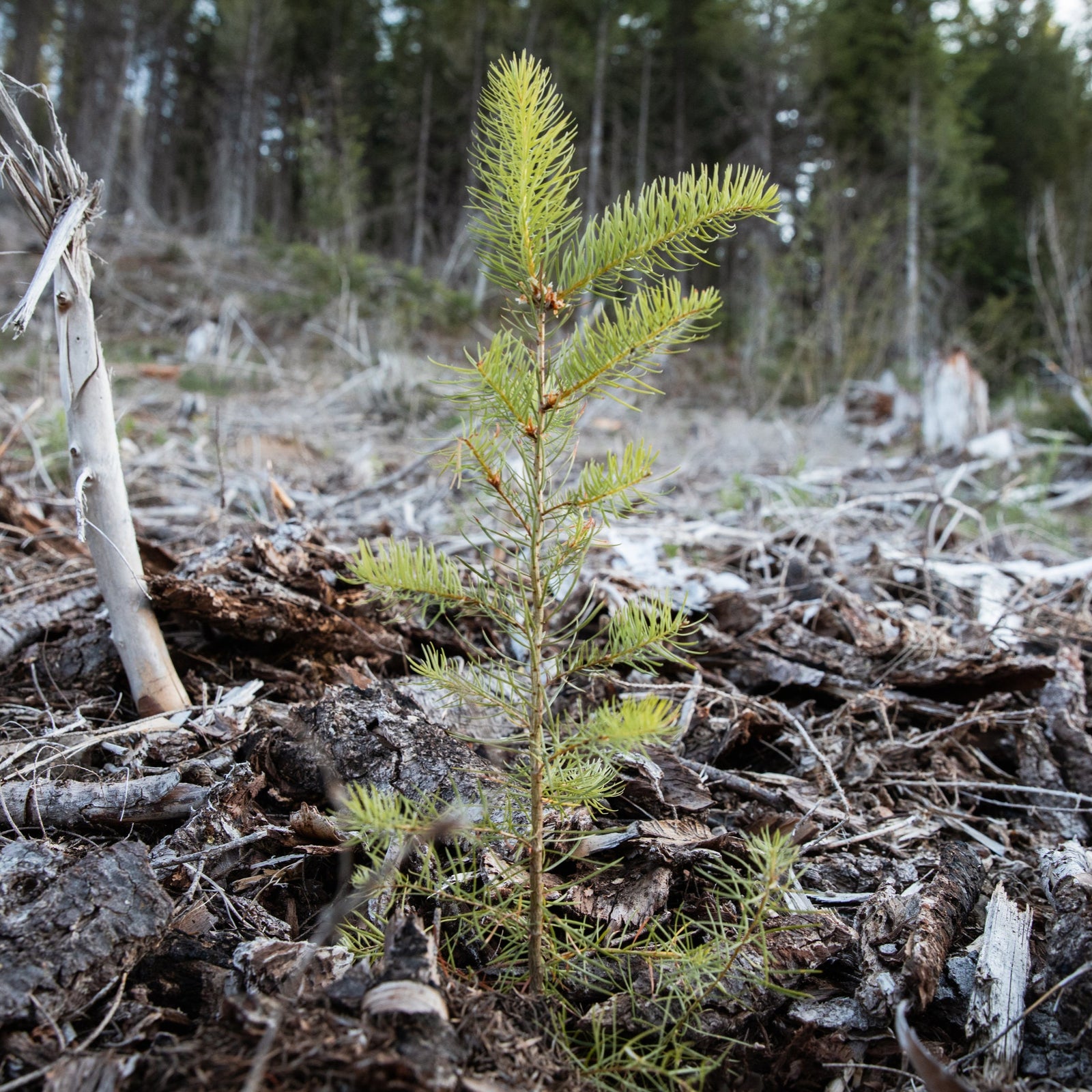 Douglas Fir seedling is planted in wildfire-damaged area