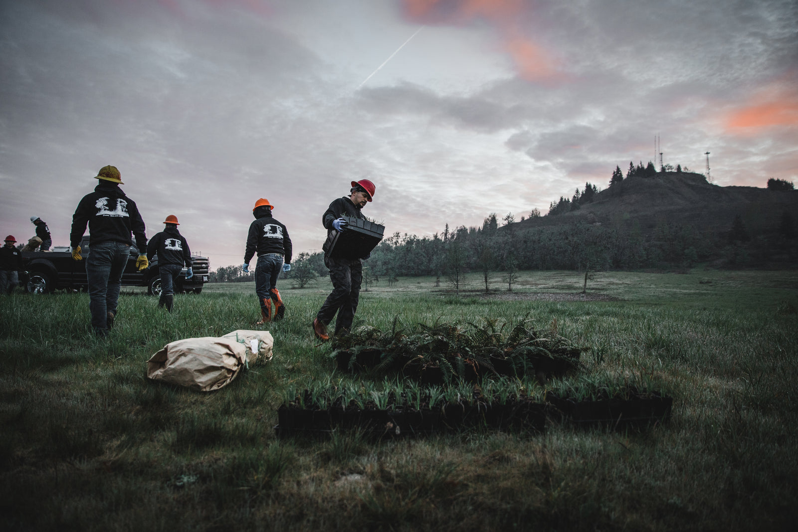 Forestry workers with crates of seedlings in a field at sunrise