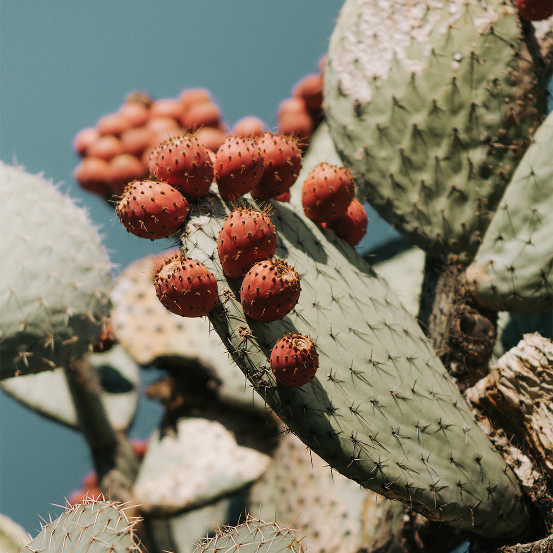 Desert cactus with red flowers