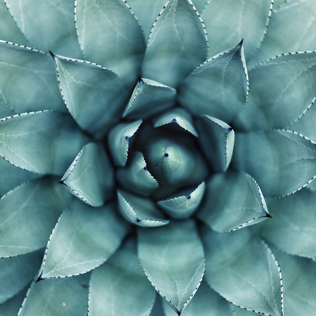 Succulent plant seen from above