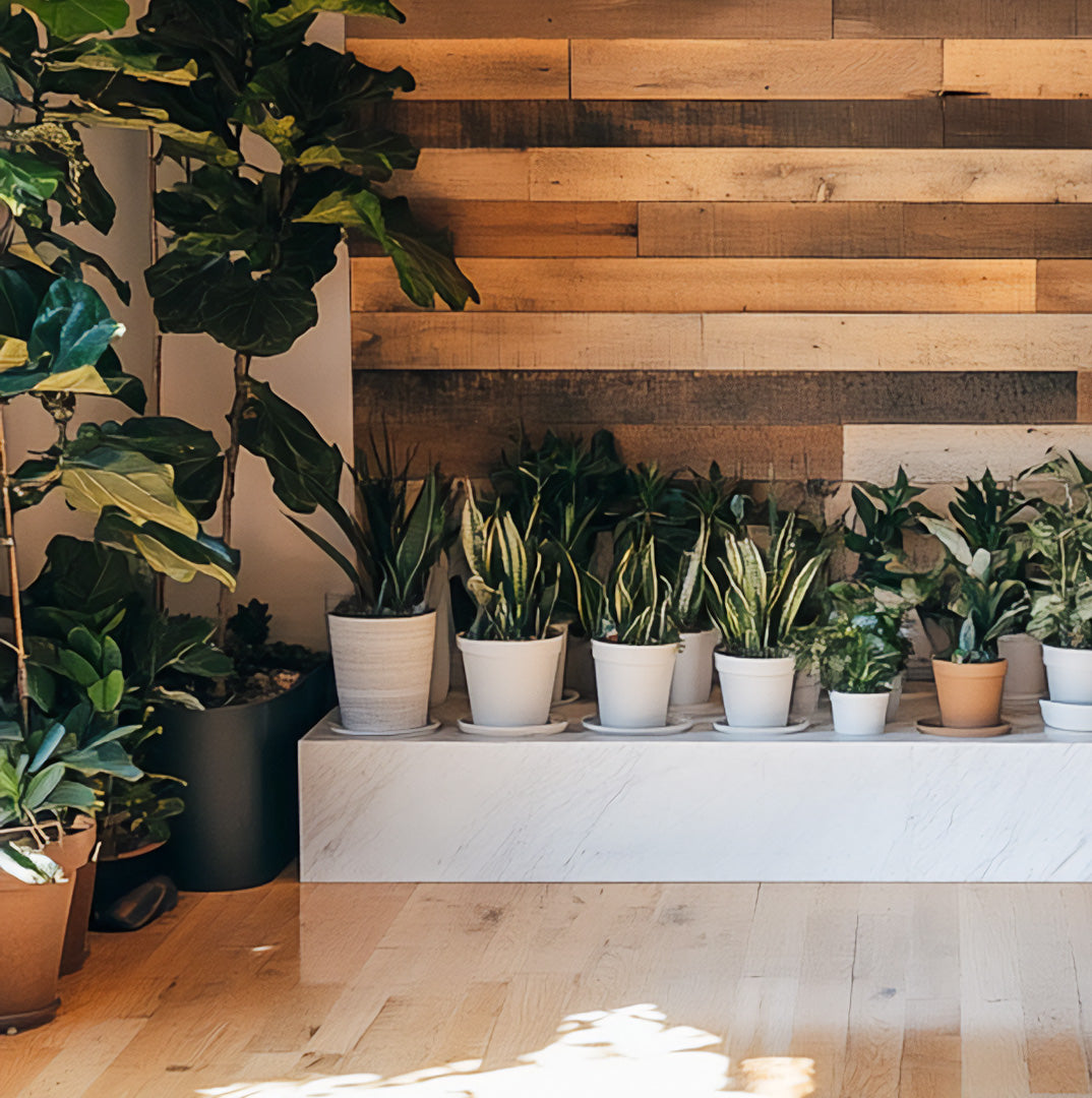 Lexington Reclaimed  Barn Wood Accent Wall Panels in a plant store