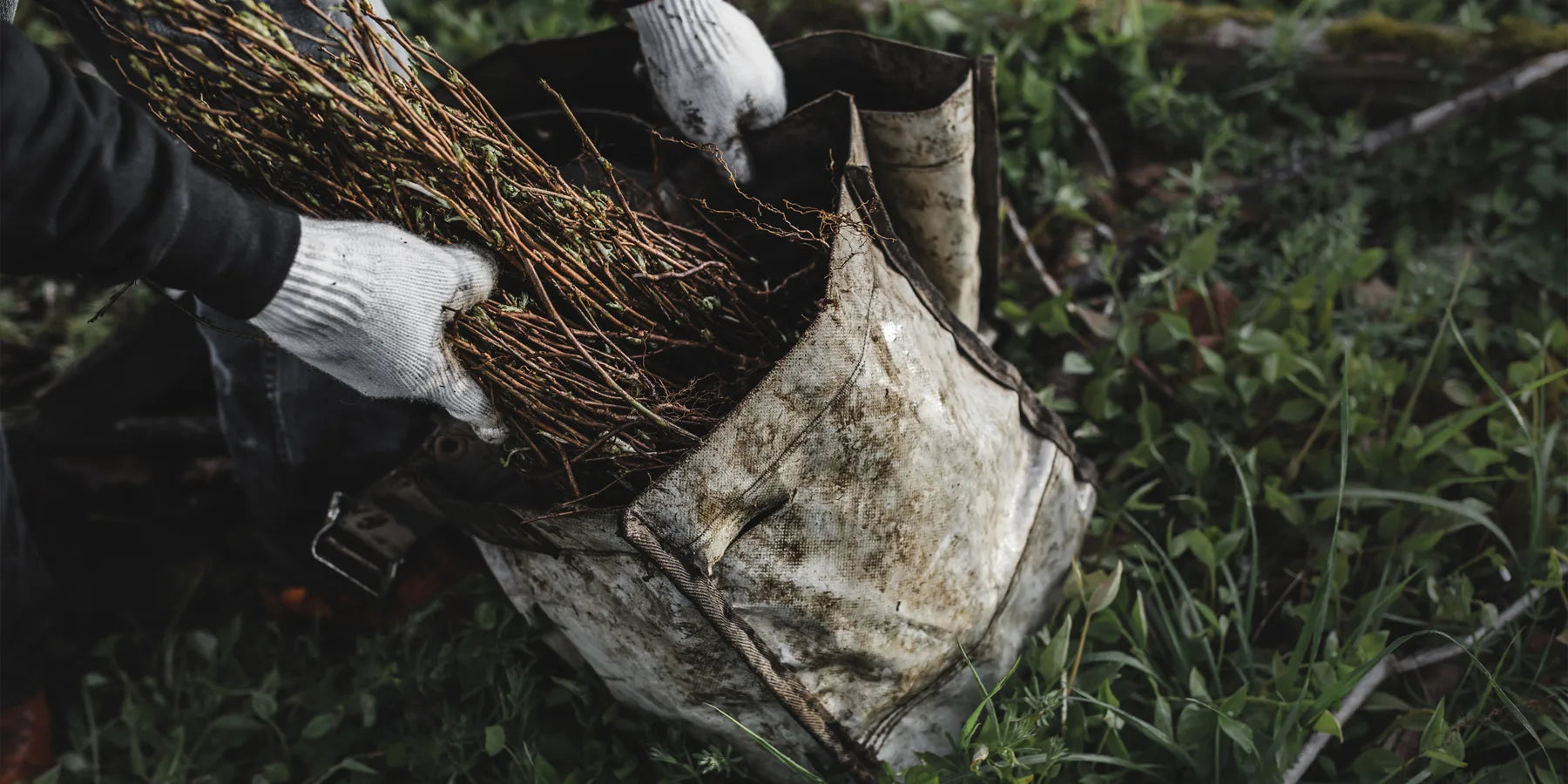 Forestry worker removes seedlings from bag in Oregon