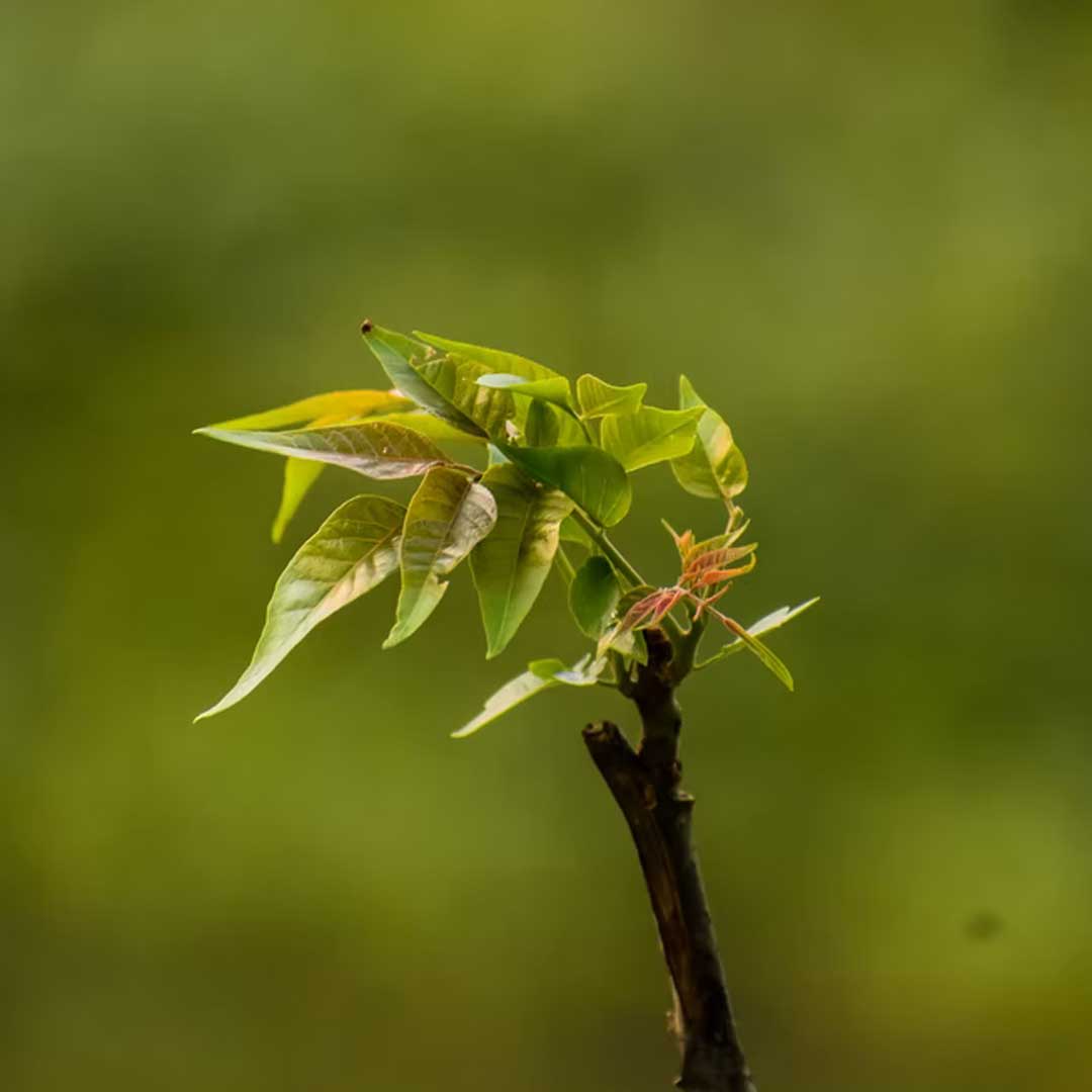 Small tree sprout